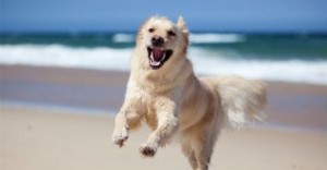 cani in spiaggia a Jesolo