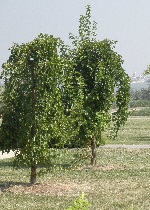 parco san giuliano