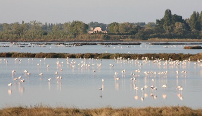 maratone costa veneziana rosolina