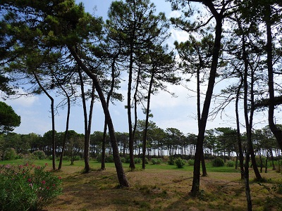 Lignano in pineta