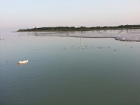 Lignano vegetazione