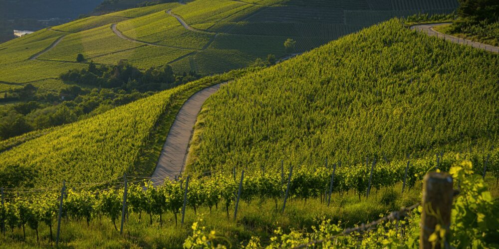 Vista colline del prosecco al tramonto