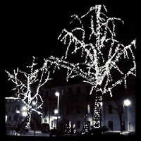 alberi luci Treviso
