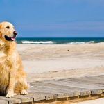 cani-spiaggia-venezia