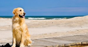 cane al mare jesolo