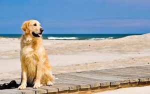 cane al mare jesolo