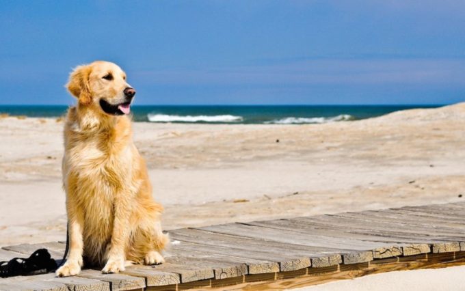 cane al mare jesolo